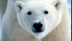Kako preživjeti pri susretu s polarnim medvjedo...