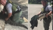 Hrabri policajac spasio je mladunče aligatora