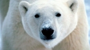 Kako preživjeti pri susretu s polarnim medvjedo...