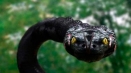 Mitovi o ugrizu zmije