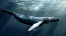 Plavi kit: što je to i što još (ne)znamo o njem...