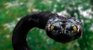 Mitovi o ugrizu zmije